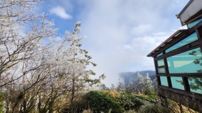 太平山降冰霰結霧淞　整座山頭籠罩銀白美景5